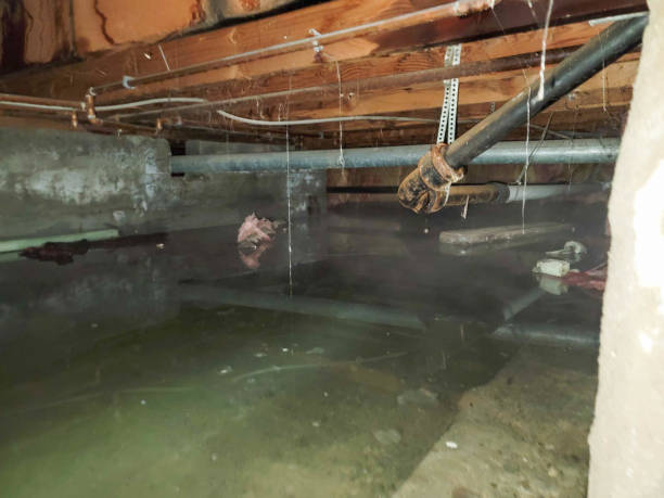 Best Local water damage restoration  in Monticello, IA